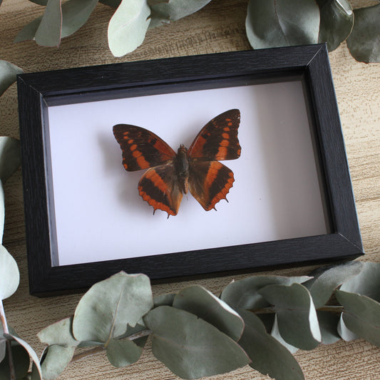A Western Red Charaxes Butterfly (Charaxes cynthia) in a black shadow box frame