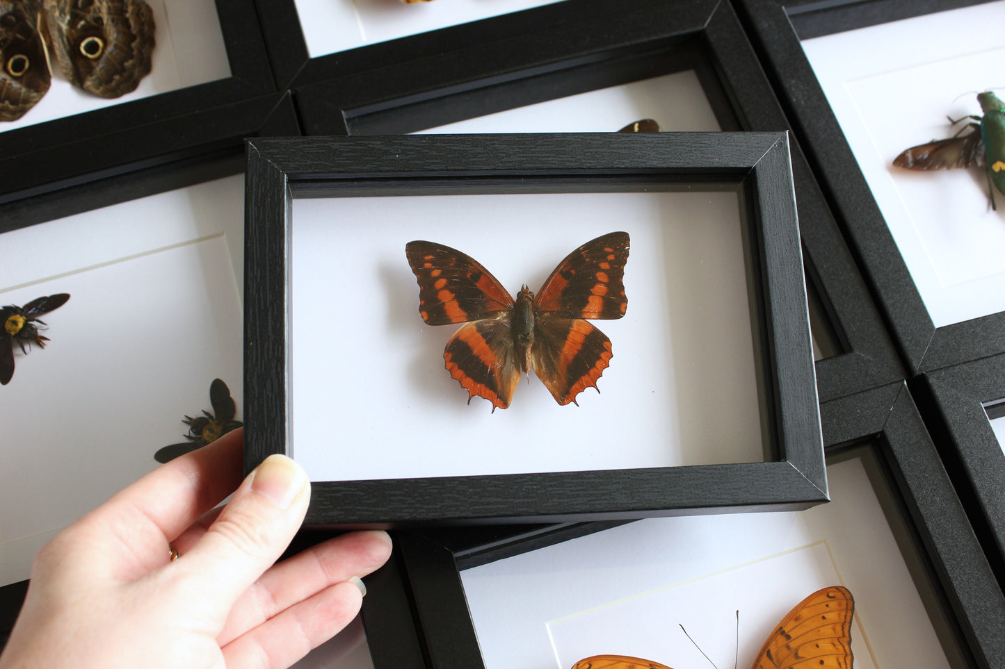 A Western Red Charaxes Butterfly (Charaxes cynthia) in a black shadow box frame