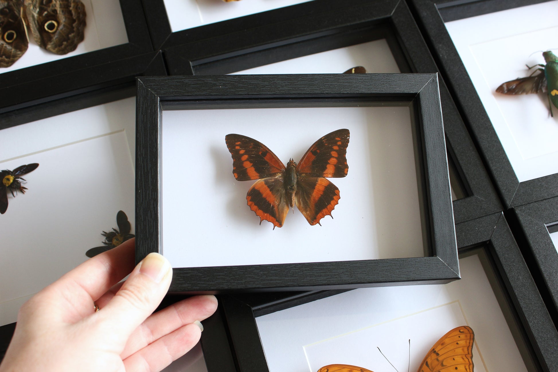 A Western Red Charaxes Butterfly (Charaxes cynthia) in a black shadow box frame