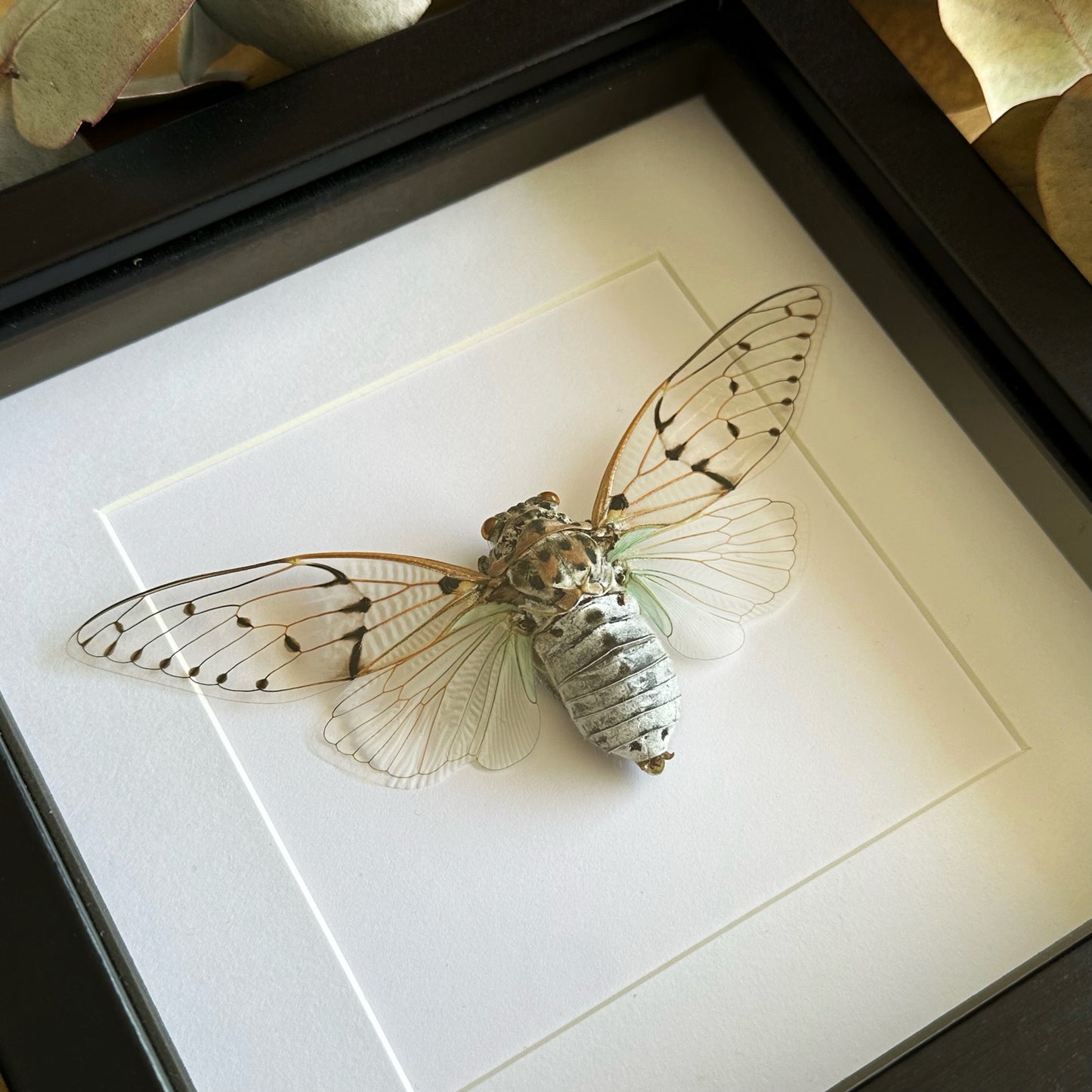 A White Ghost Cicada (Ayuthia spectabile) in a black shadow box frame 