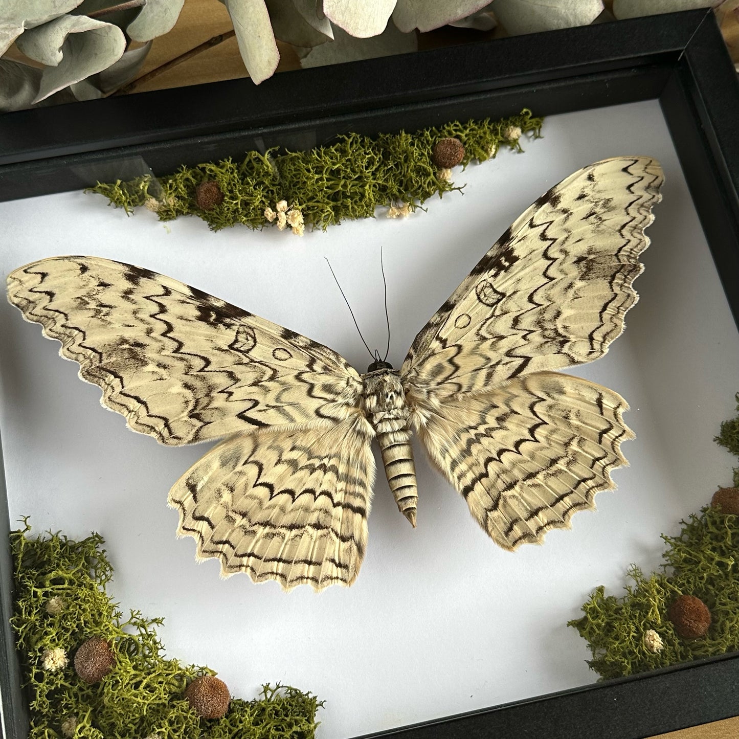 A White Witch Moth (Thysania agrippina) with reindeer moss and dried flowers in a shadow box frame