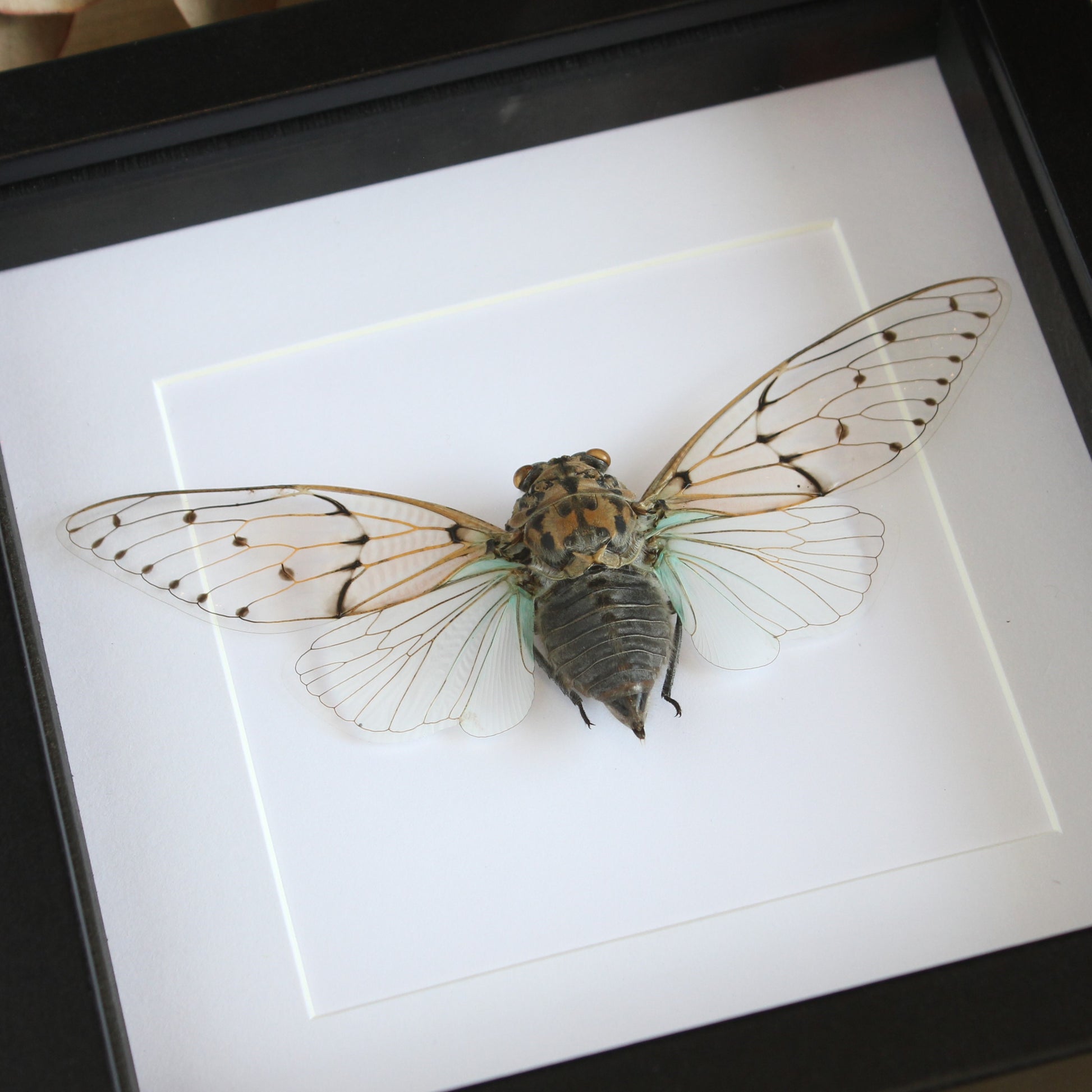 White Ghost Cicada (Ayuthia spectabile) in a black shadow box frame