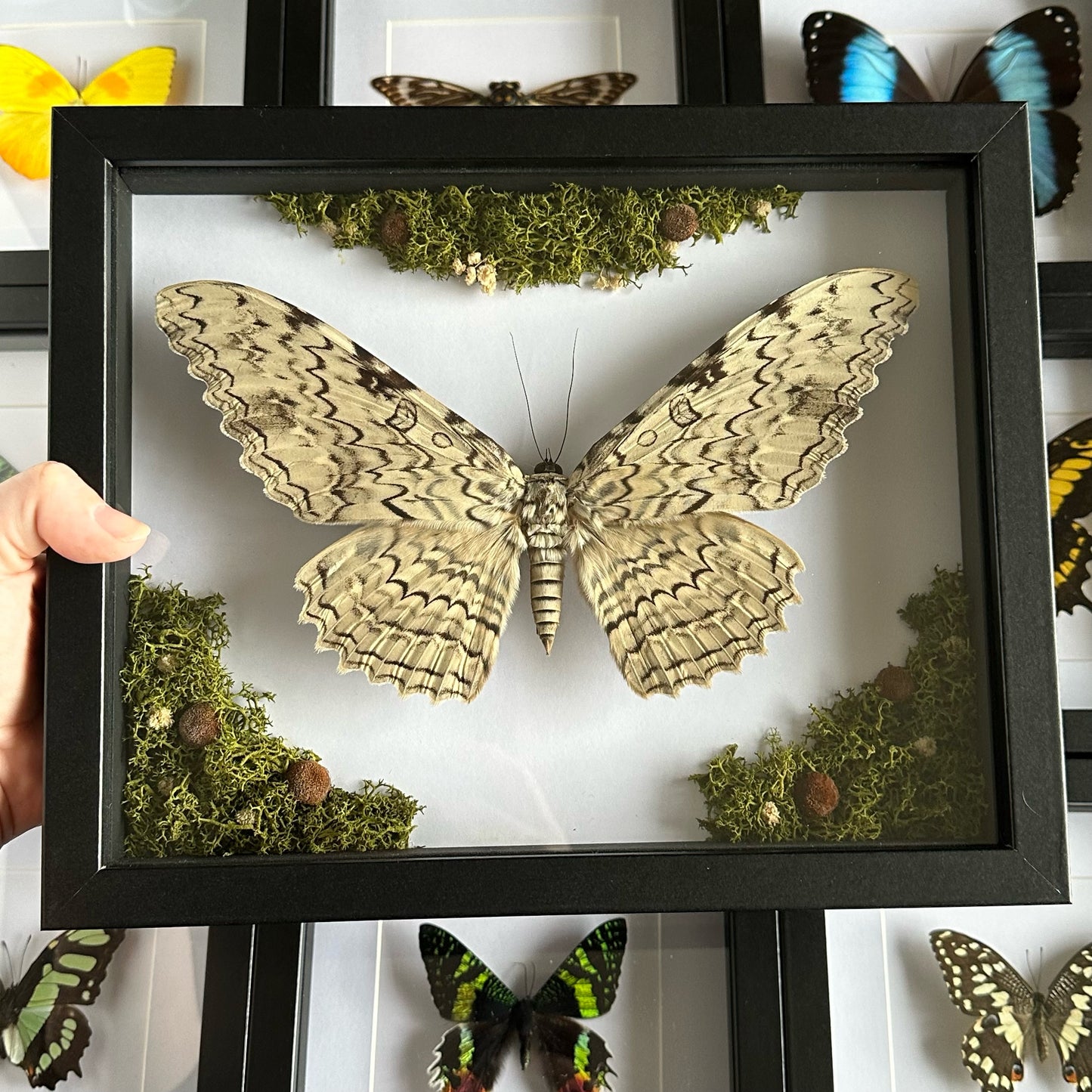 A White Witch Moth (Thysania agrippina) with reindeer moss and dried flowers in a shadow box frame