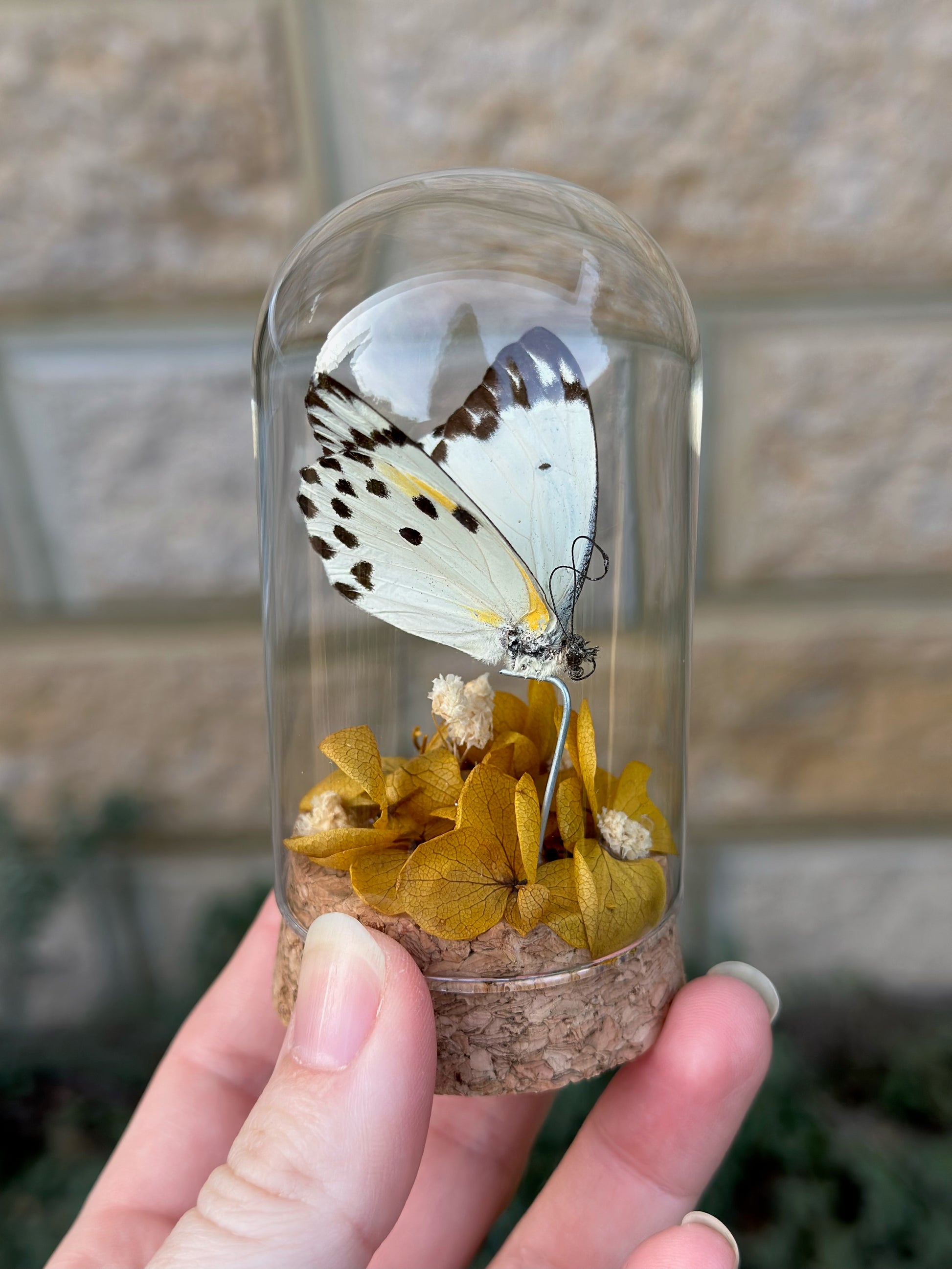 Calypso White Butterfly (Belenois calypso) with dried yellow florals in a glass dome