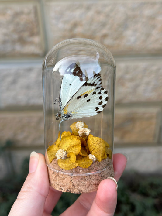 Calypso White Butterfly (Belenois calypso) with dried yellow florals in a glass dome