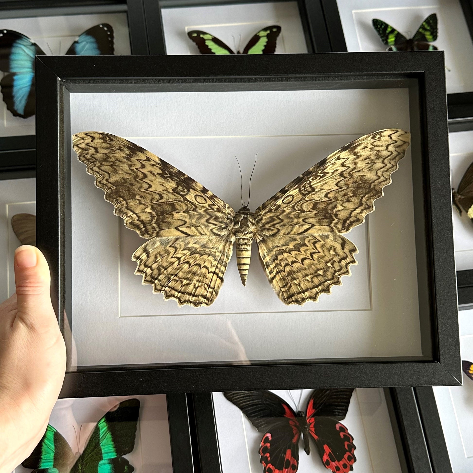 A White Witch Moth (Thysania agrippina) in a black shadow box frame