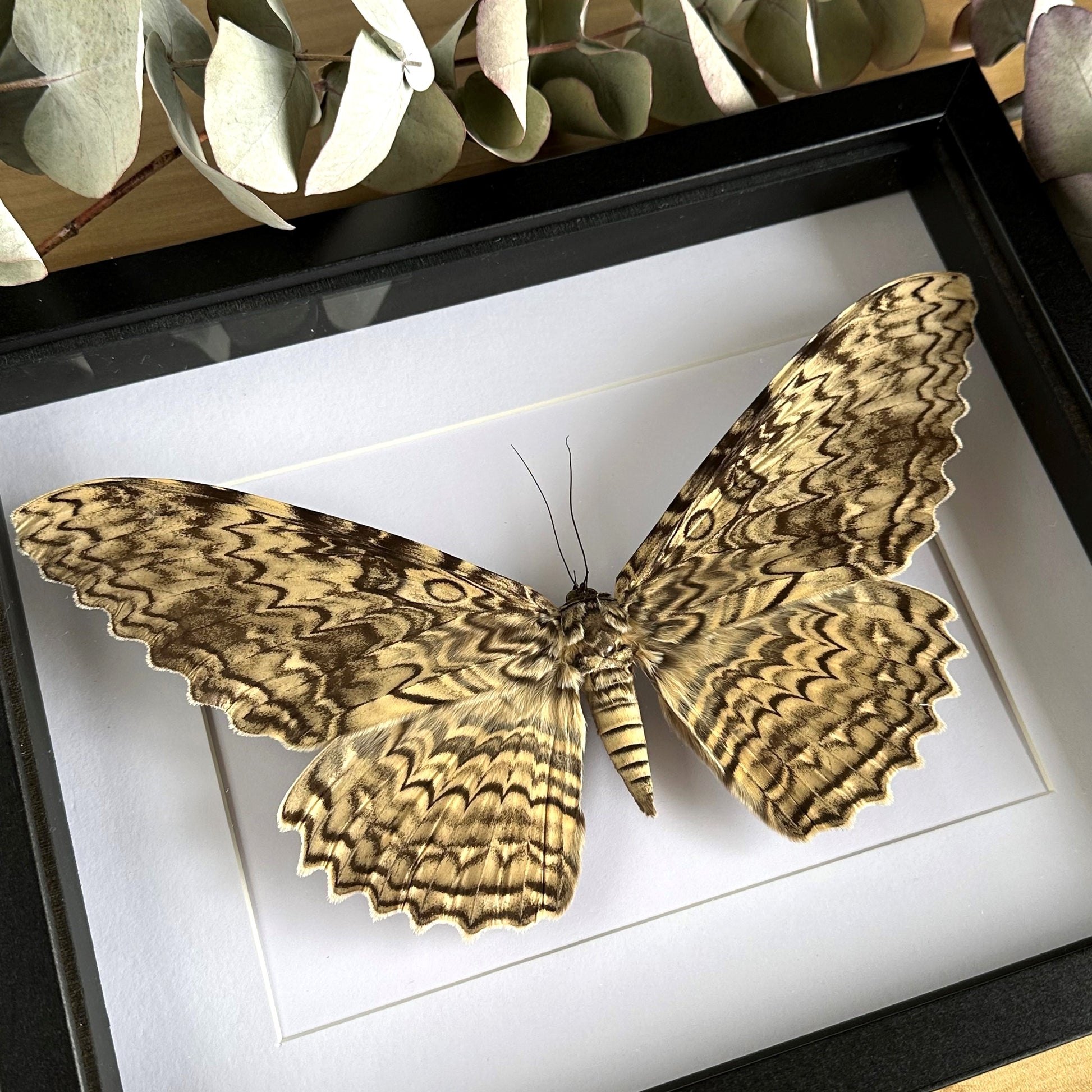  A White Witch Moth (Thysania agrippina) in a black shadow box frame