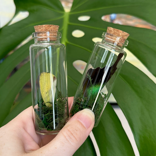 Glass jar containing butterfly and moth wings