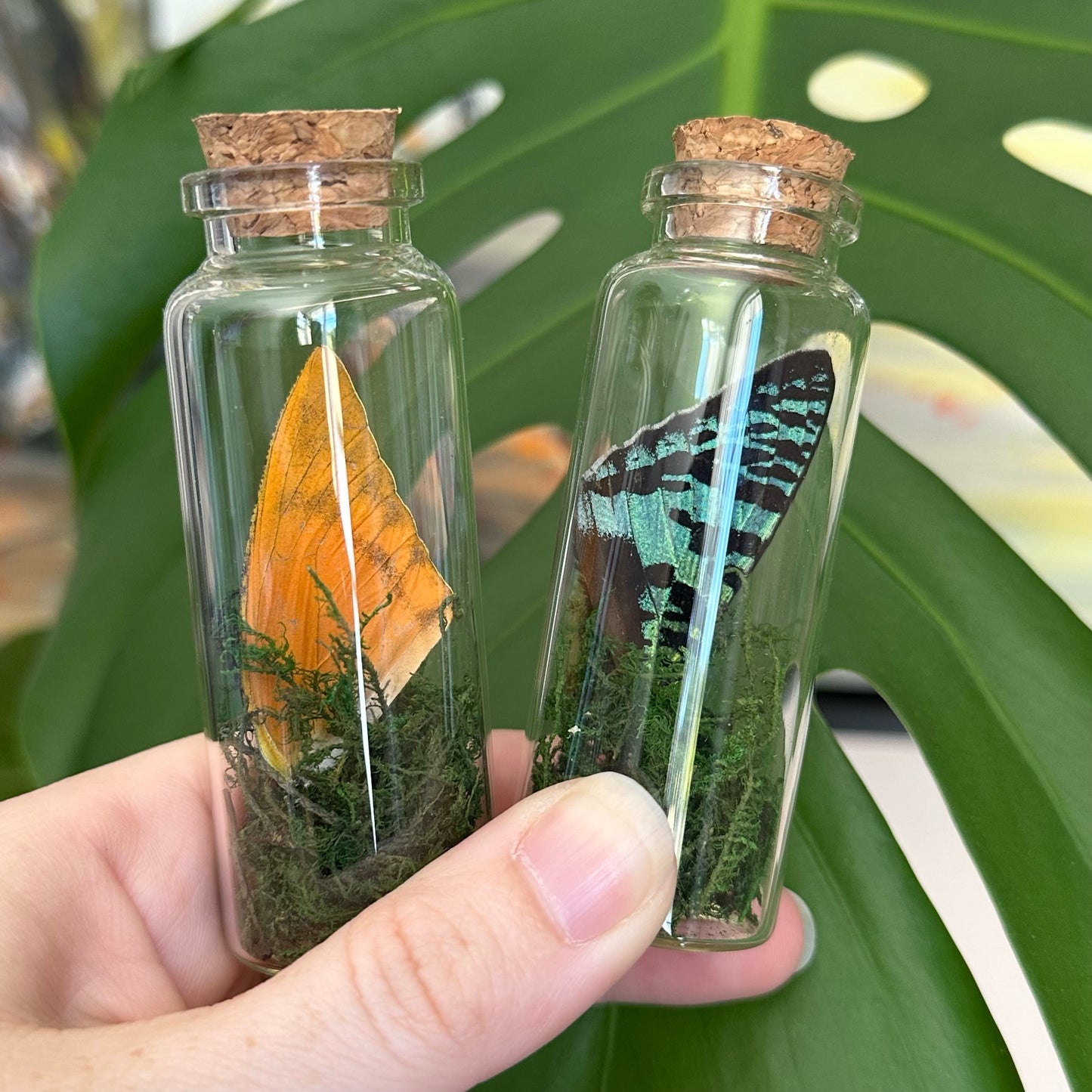 Glass jar containing butterfly and moth wings