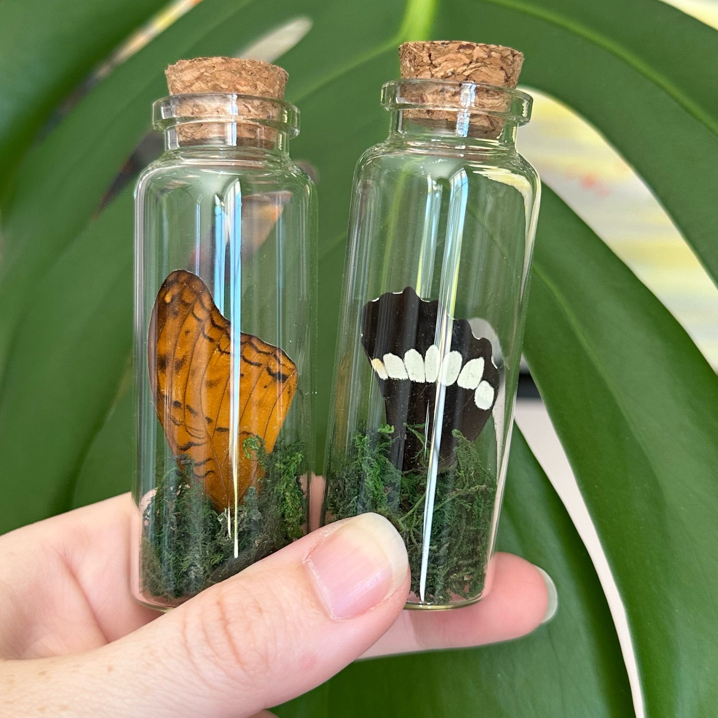 Glass jar containing butterfly and moth wings