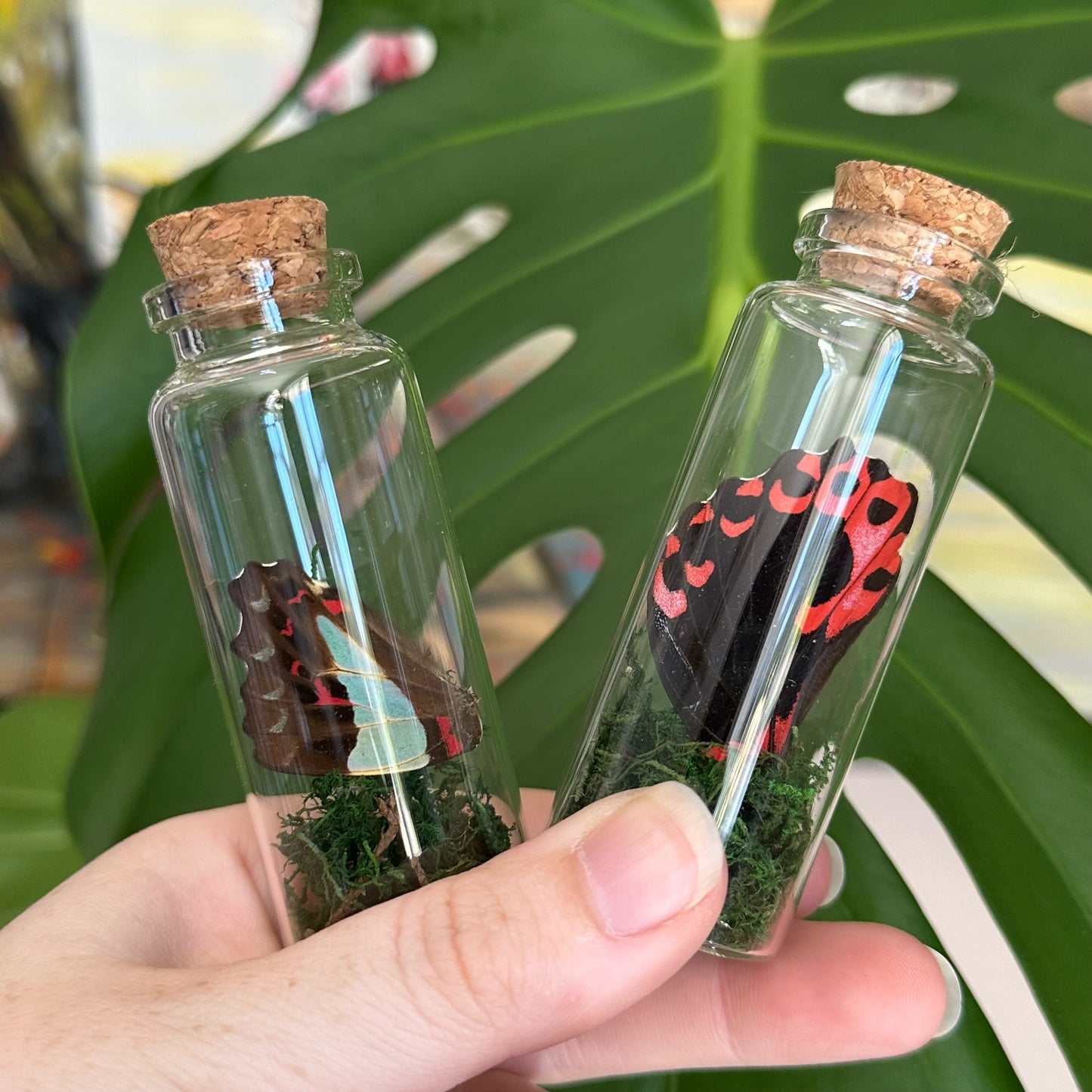 Glass jar containing butterfly and moth wings