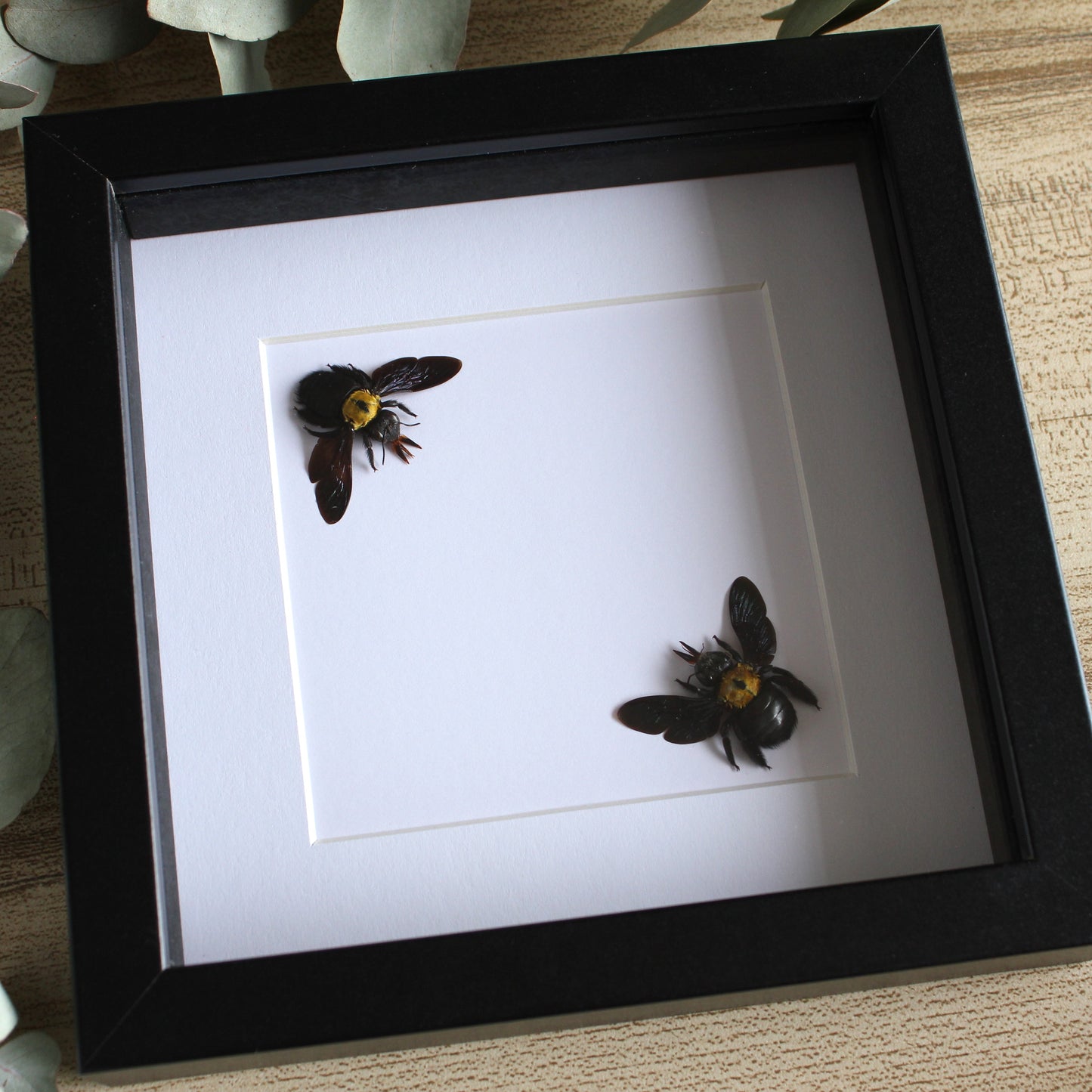 Yellow Carpenter Bees (Xylocopa aestuans) in a black shadow box frame