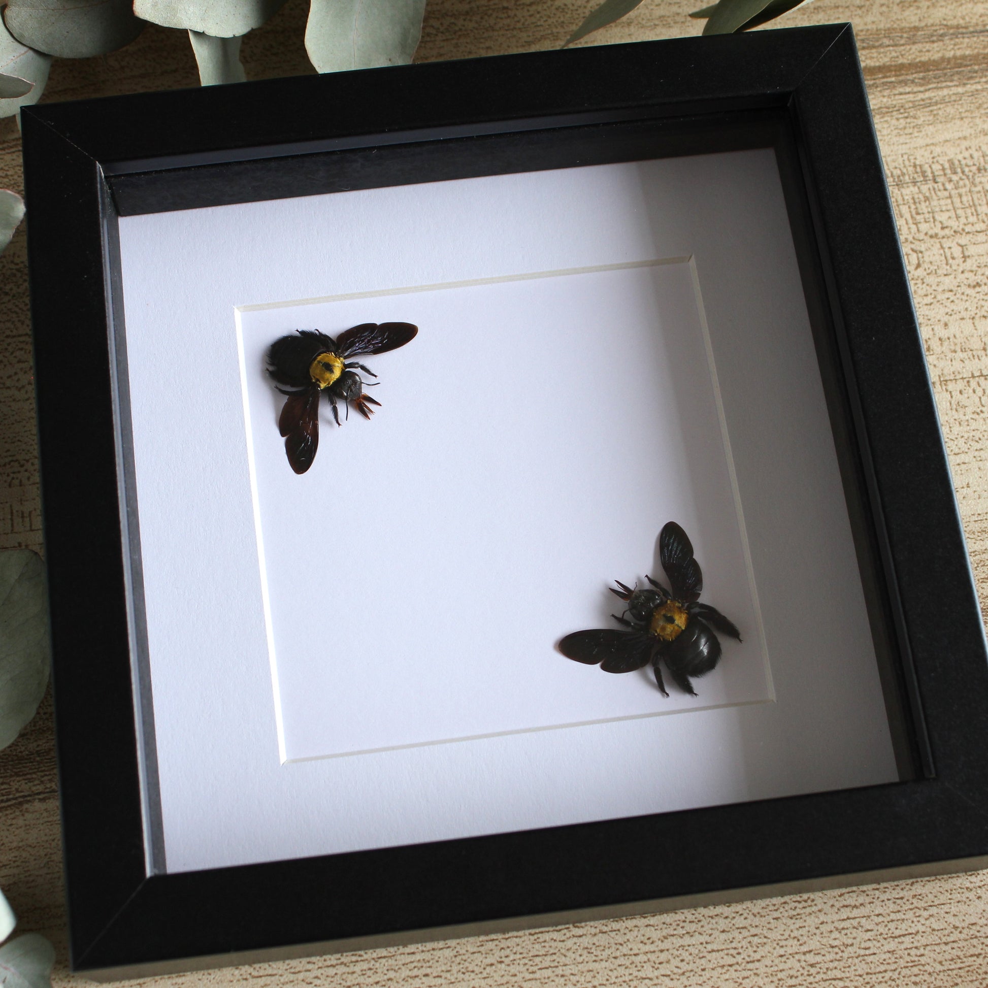 Yellow Carpenter Bees (Xylocopa aestuans) in a black shadow box frame