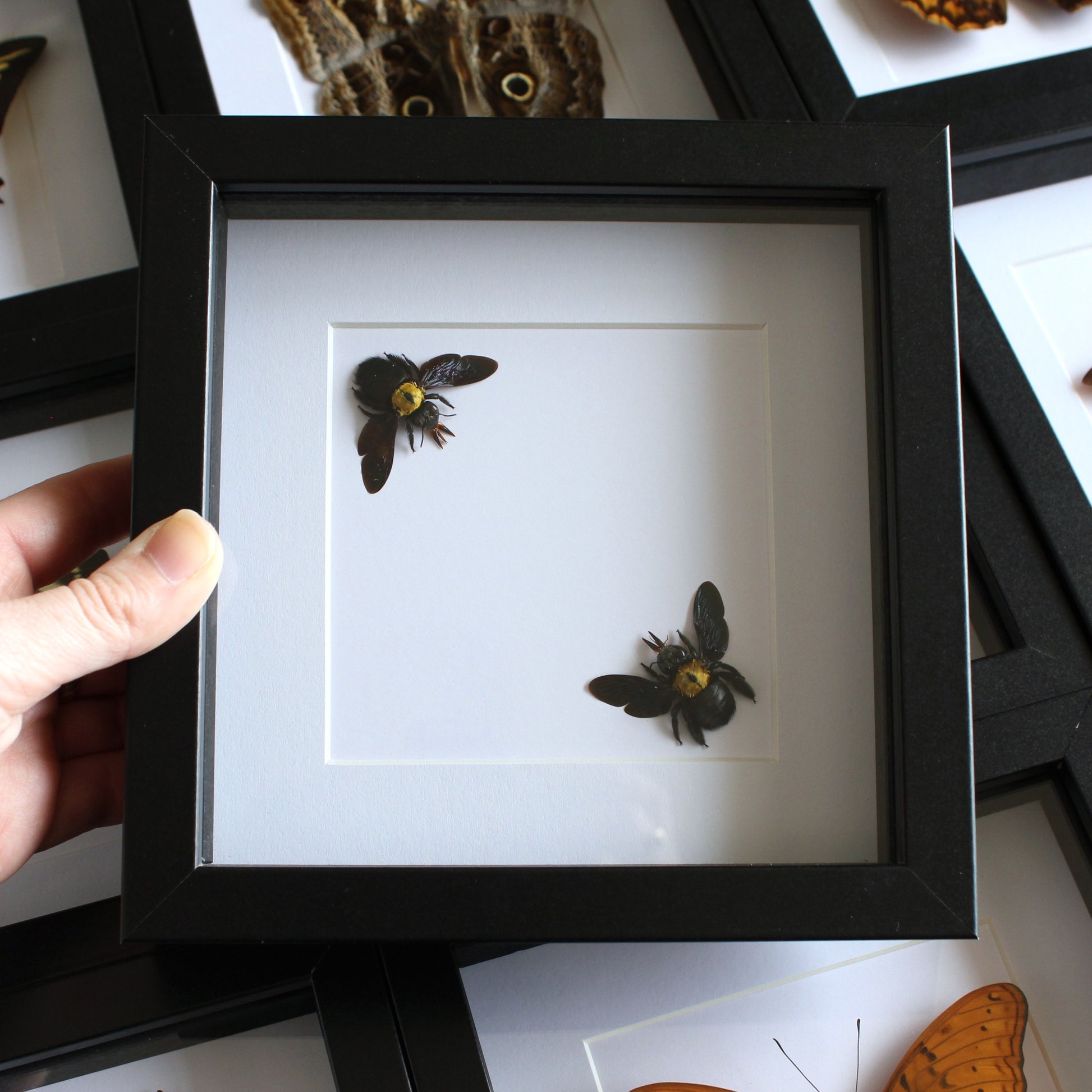 Yellow Carpenter Bees (Xylocopa aestuans) in a black shadow box frame