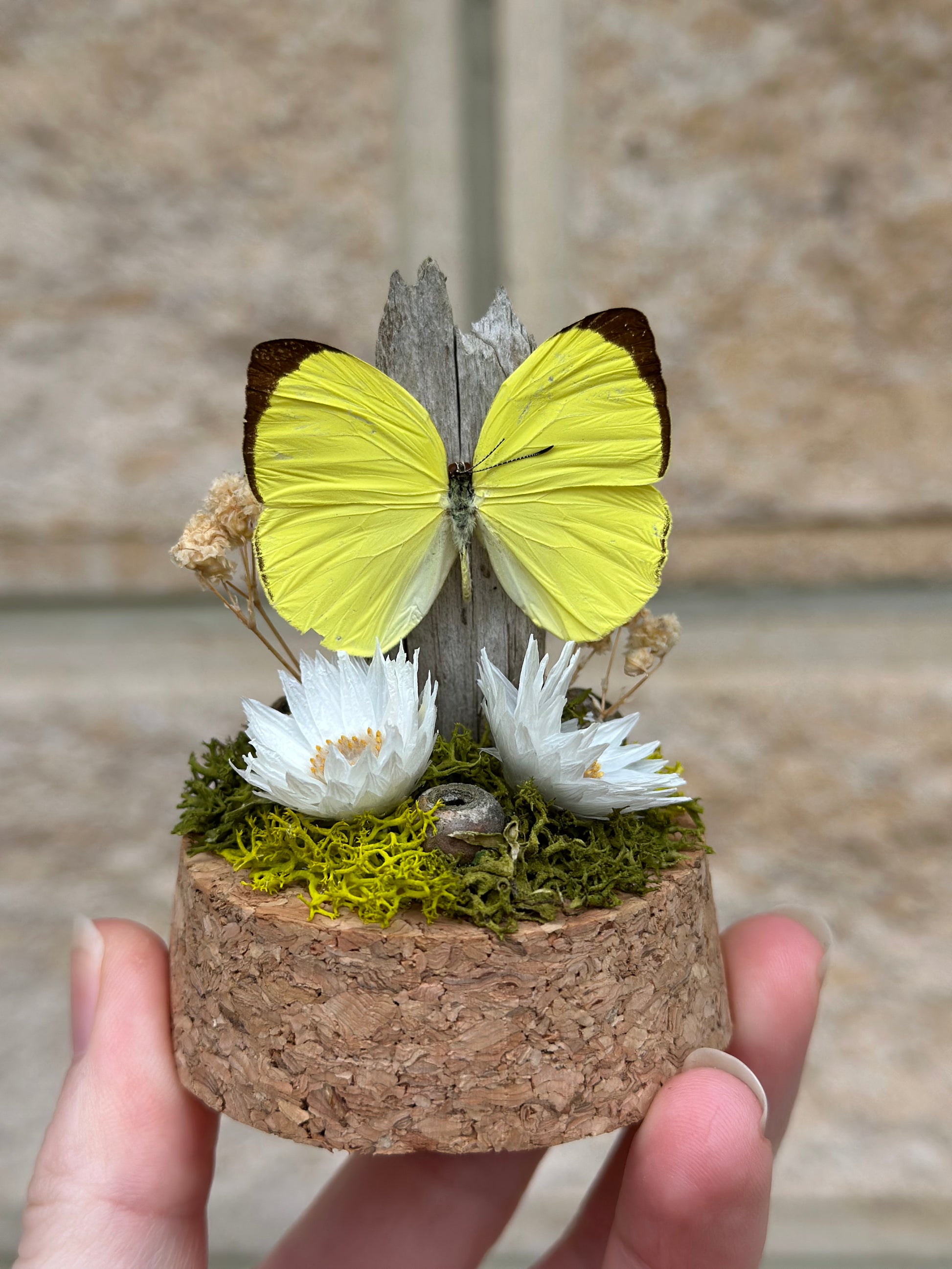 A Tree Yellow Butterfly (Gandaca harina) with preserved flowers and moss in a glass dome