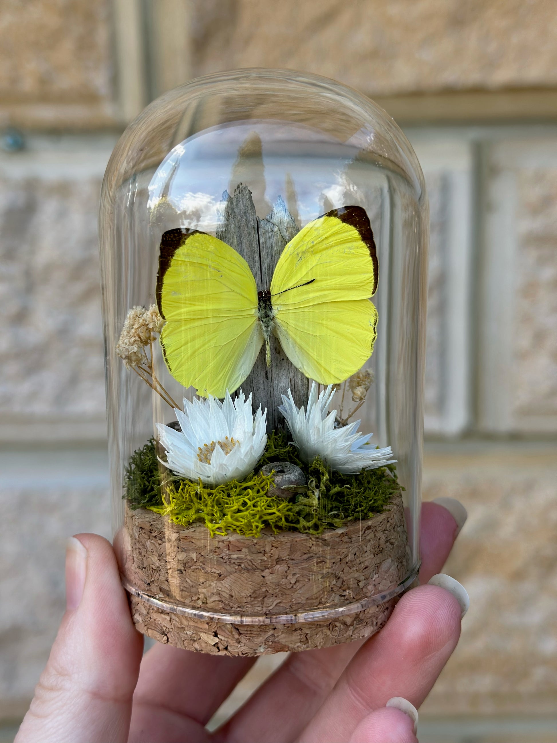 A Tree Yellow Butterfly (Gandaca harina) with preserved flowers and moss in a glass dome