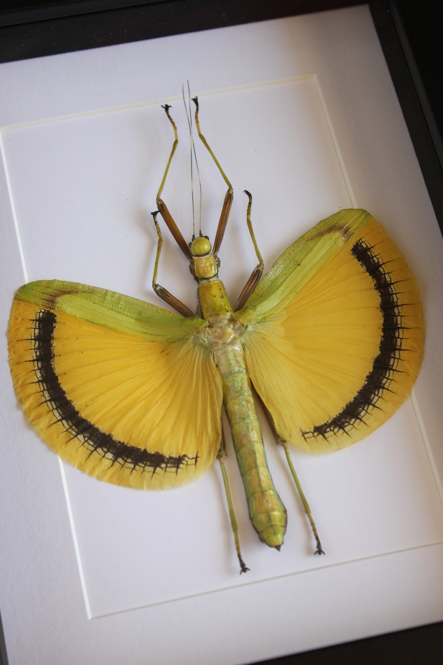 A Yellow Umbrella Stick Insect (Tagesoidae nigrofasciata) in a black shadow box frame