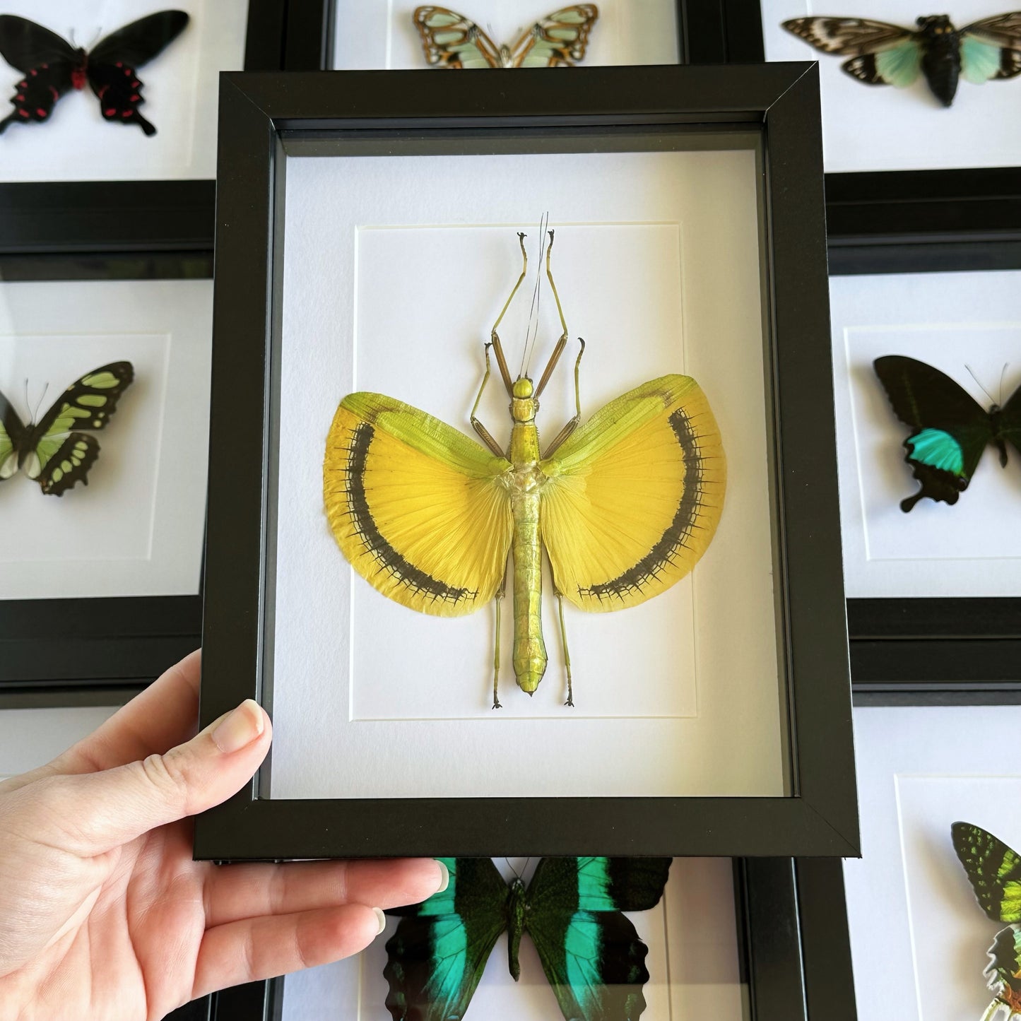 A Yellow Umbrella Stick Insect (Tagesoidae nigrofasciata) in a black shadow box frame