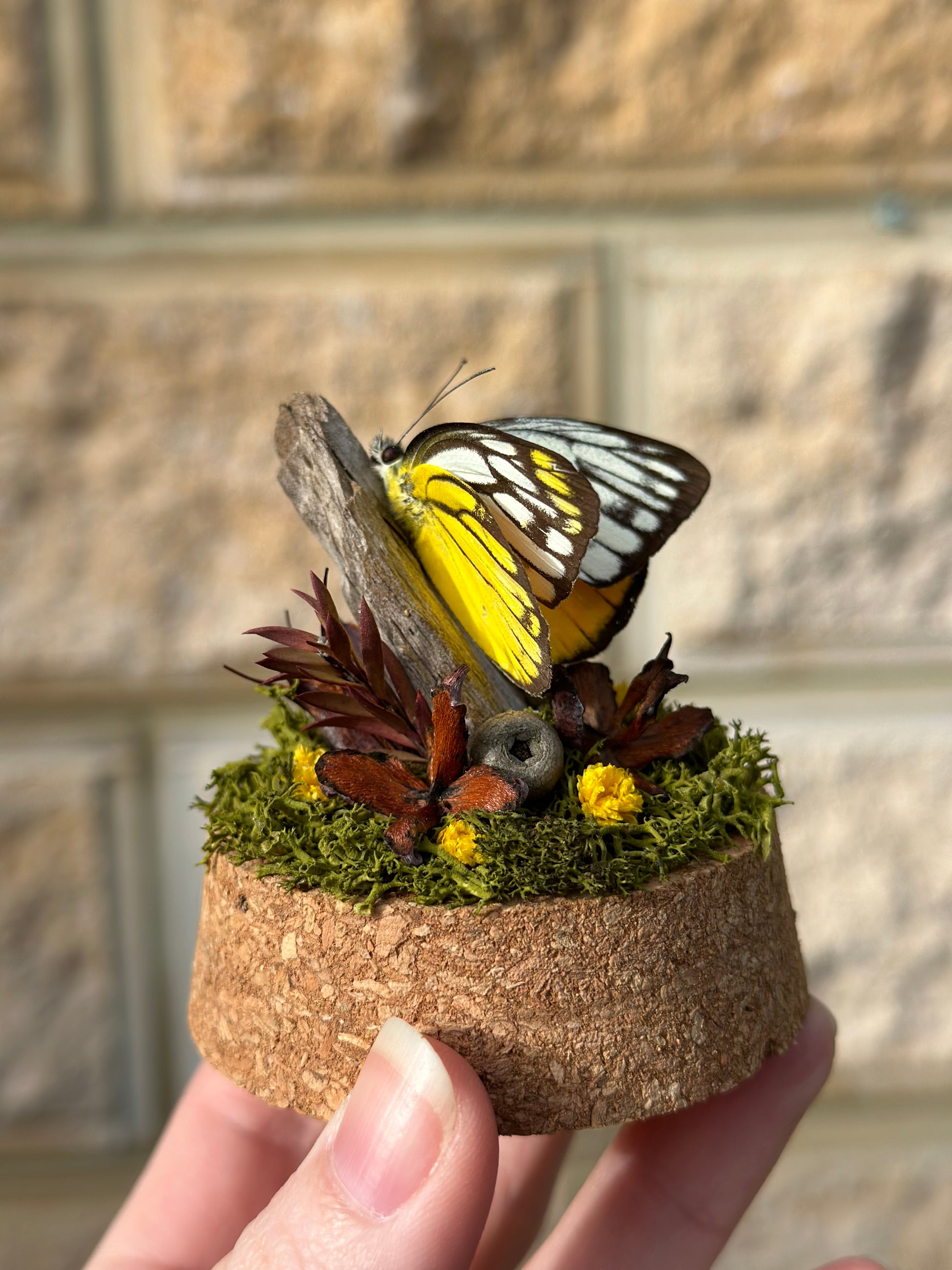 A Cepora aspasia olga butterfly with preserved reindeer moss and flowers in a glass dome