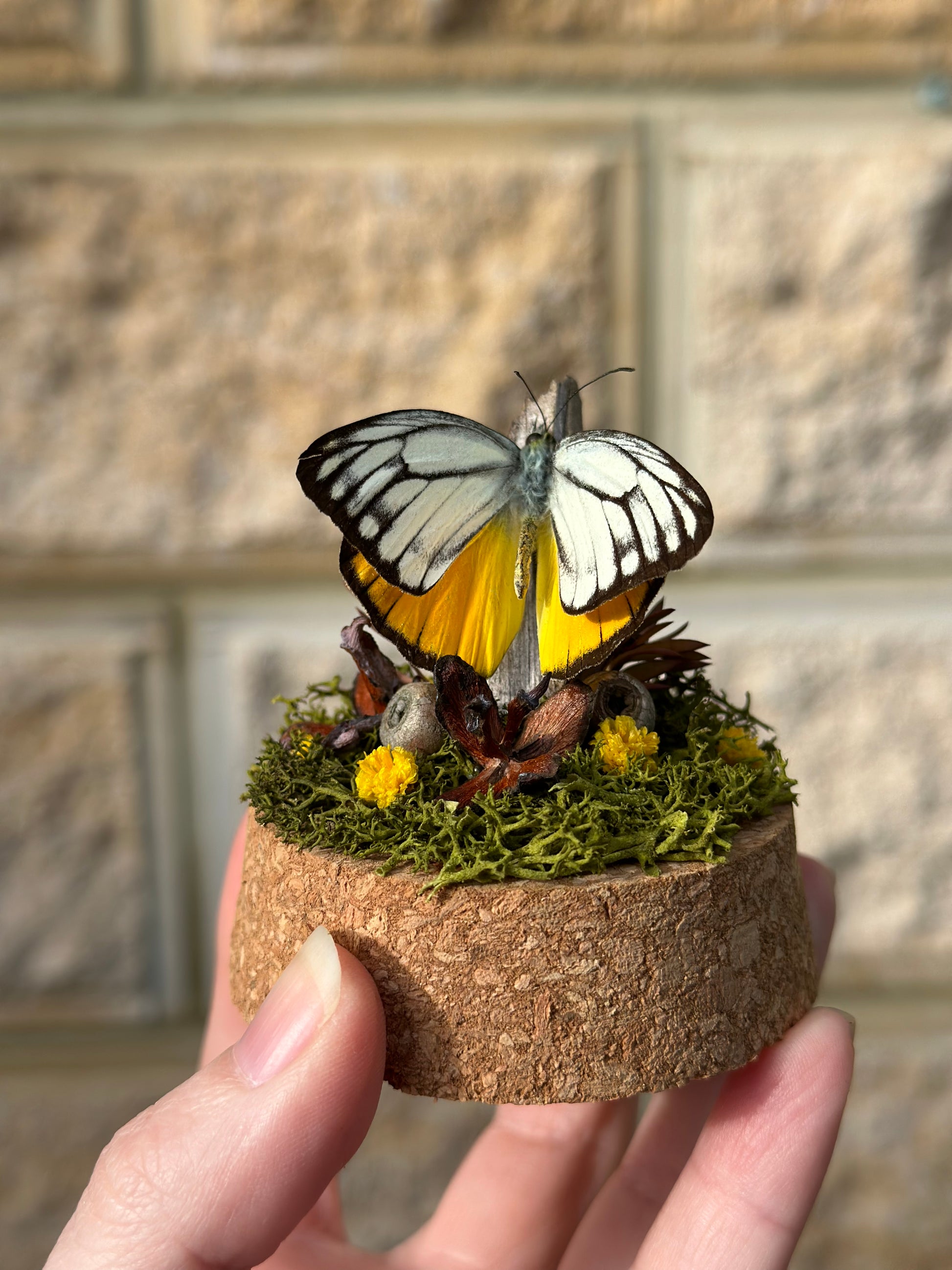 A Cepora aspasia olga butterfly with preserved reindeer moss and flowers in a glass dome