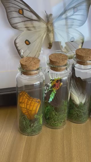 Glass jar containing butterfly and moth wings